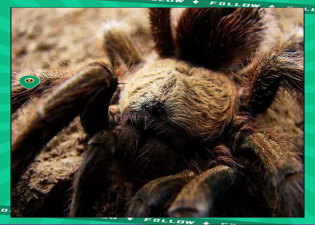 海星TV- 世界足球莱万多夫斯基 